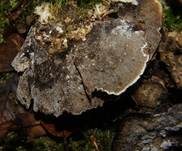 Angebrannter Rauchporling, Foto 23