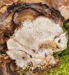 Angebrannter Rauchporling, Foto 29