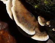 Angebrannter Rauchporling, Foto 30