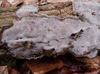Angebrannter Rauchporling, Foto 6