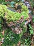 Angebrannter Rauchporling, Foto 50