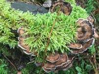 Angebrannter Rauchporling, Foto 51