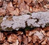 Angebrannter Rauchporling, Foto 7