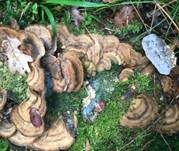 Angebrannter Rauchporling, Foto 52