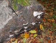 Angebrannter Rauchporling, Foto 53