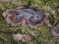 Angebrannter Rauchporling, Foto 56