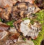Angebrannter Rauchporling, Foto 63