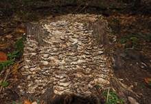 Angebrannter Rauchporling, Foto 68