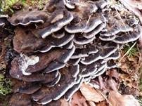 Angebrannter Rauchporling, Foto 9