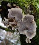 Angebrannter Rauchporling, Foto 72