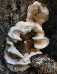Angebrannter Rauchporling, Foto 80