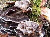 Angebrannter Rauchporling, Foto 10