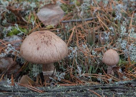 Braunfleischiger Dickfuß, Foto 3