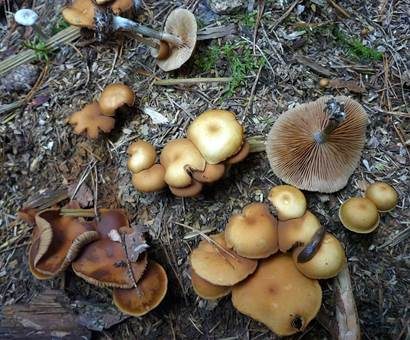 Braunfüßiger Häubling, Foto 4