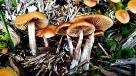 Braunfüßiger Häubling, Foto 8