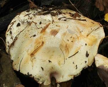Braungelber Klumpfuß, Foto 5