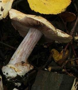 Braungelber Klumpfuß, Foto 6
