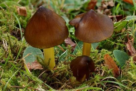 Braungelber Saftling, Foto 4