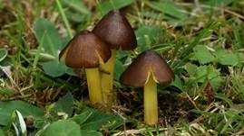 Braungelber Saftling, Foto 6