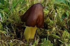 Braungelber Saftling, Foto 7