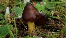 Braungelber Saftling, Foto 8