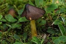 Braungelber Saftling, Foto 9
