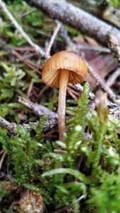 Braungeriefter Häubling, Foto 4