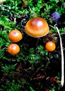 Braungeriefter Häubling, Foto 5