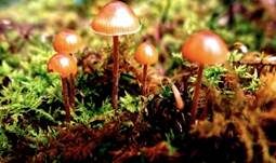 Braungeriefter Häubling, Foto 6