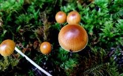 Braungeriefter Häubling, Foto 8