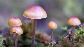 Braungeriefter Häubling, Foto 10