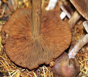 Braungestreifter Wasserkopf, Foto 3