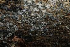 Braungraues Weichbecherchen, Foto 4