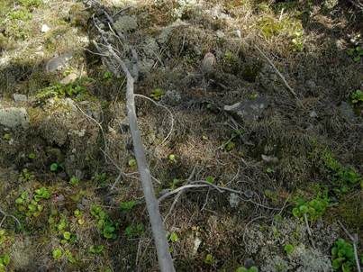 Braungrüne Keulenflechte, Foto 6