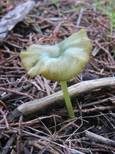 Braungrüner Rötling, Foto 7