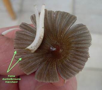 Braunhaariger Scheibchentintling, Foto 6