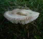 Braunhaariger Wurzelrübling, Foto 16
