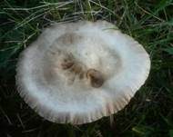 Braunhaariger Wurzelrübling, Foto 18