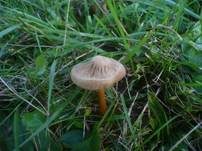 Braunhaariger Wurzelrübling, Foto 20