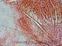 Braunhaariger Wurzelrübling, Foto 27