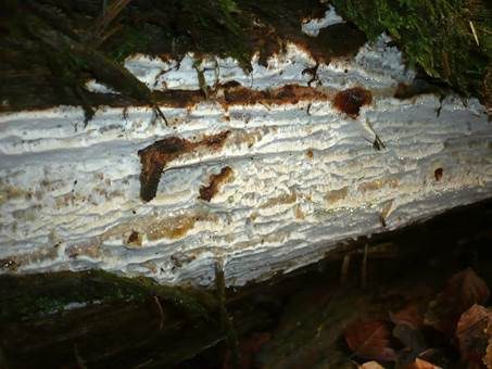 Braunhütiger Knorpelporling, Foto 3