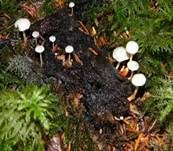 Braunknolliger Sklerotienrübling, Foto 13