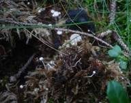 Braunknolliger Sklerotienrübling, Foto 6