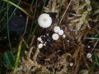 Braunknolliger Sklerotienrübling, Foto 7