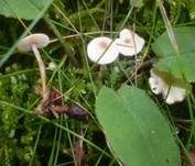 Braunknolliger Sklerotienrübling, Foto 8