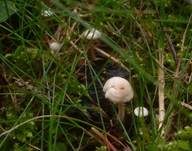Braunknolliger Sklerotienrübling, Foto 9