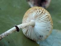 Bräunlicher Schirmling, Foto 8