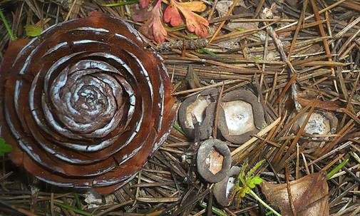 Bräunlicher Zedernholzkelchpilz, Foto 2