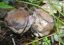 Bräunlicher Zedernholzkelchpilz, Foto 10