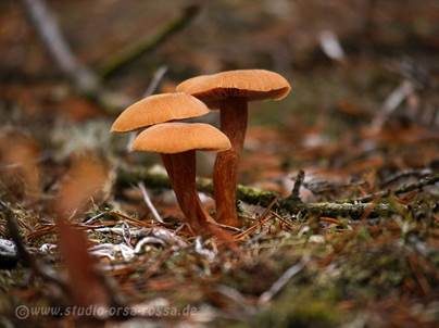 Braunroter Lacktrichterling, Foto 2